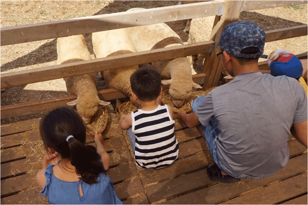 지난 10일 전북 고창군 상하농원에서 서울 종로구 드림스타트 사업 대상 가정 어린이들이 양한테 먹이를 주고 있다. (사진=매일유업)