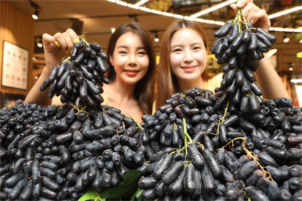 23일 서울 마포구 롯데프리미엄푸드마켓 공덕점에서 모델들이 이색 포도를 소개하고 있다. (사진=롯데슈퍼)