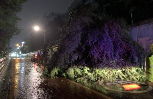 제17호 태풍 '타파'가 북상 중인 22일 오후 부산 사상구 주례동 한 중학교 정원수인 소나무가 쓰러져 인근 도로 1개 차선을 막고 있다. (사진=부산경찰청)