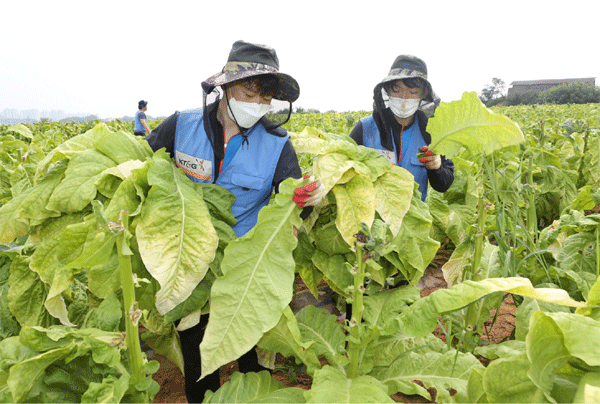 지난 13일 충남 아산시 둔포면 경작지에서 KT&G 임직원들이 수확을 돕고 있다. (사진=KT&G) 
