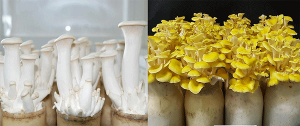 아위×백령느타리버섯(왼쪽)과 노랑느타리버섯. (사진=농촌진흥청)