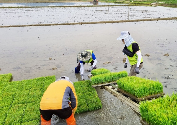 NH농협카드 임직원들이 지난 12일 경기도 시흥시 농가를 찾아 일손돕기를 실시했다. (사진=NH농협카드)