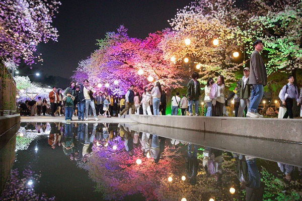 야간경마와 함께하는 한국마사회 벚꽃축제. (사진=마사회)