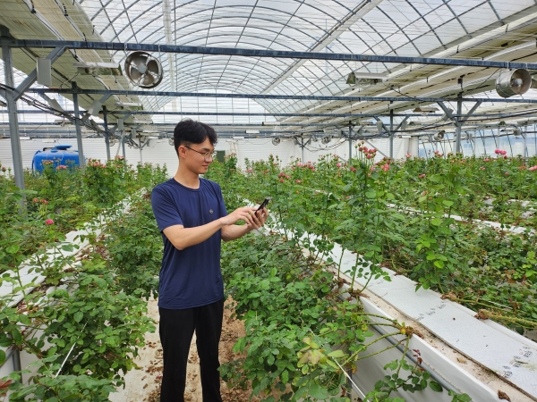 전남 강진군의 장미농장이 시설 온실에서 스마트팜 시스템을 확인하고 있다.(사진=강진군)