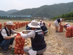 경남銀 봉사단, 양파 수확 봉사활동