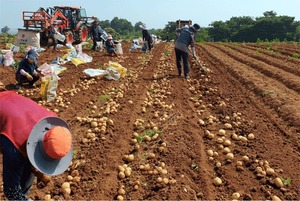 농심, '귀농 청년' 키운 감자 직구매
