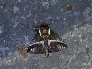 신안군, 멸종위기·미기록 곤충 5종 신규 발견