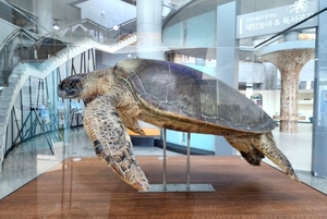 신안갯벌박물관, 국내 최대 '푸른바다거북' 표본 상시 전시