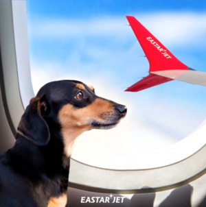 이스타항공, 7월부터 국제선 반려동물 동반탑승 서비스 시작