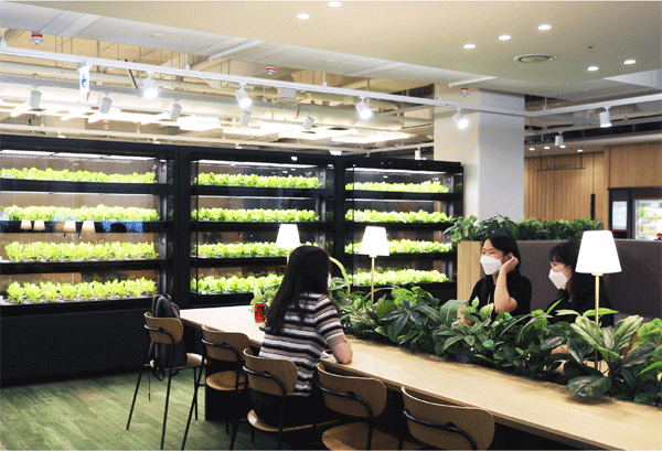 서울 마포구 상암동 CJ프레시웨이 본사 안에 설치된 실내재배기에서 채소가 재배되고 있다. (사진=CJ프레시웨이)