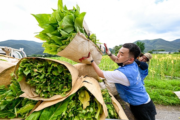KT&G 임직원들이 지난 5일 경북 문경시 가은읍에 위치한 농가를 방문해 잎담배를 수확하는 모습. (사진=KT&G)