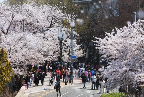 서울 여의도 윤중로를 찾은 시민들이 벚꽃 나들이를 즐기고 있다. (사진=연합뉴스)