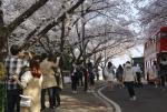 이랜드, '대구 이월드' 벚꽃놀이 최대 인파