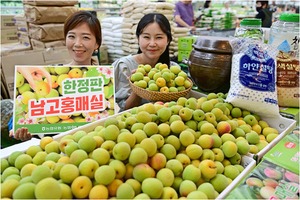 농협 하나로마트, '남고 홍매실' 판매 개시